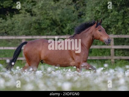 Ein natürliches Leben. Ein atemberaubendes Connemara-Pony in der Bucht, das inmitten des wunderschönen Oxeye auf dem Feld liegt. Suffolk Uk Stockfoto