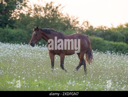 Ein natürliches Leben. Ein wunderschönes Buchtelpferd, das durch ein Feld von wunderschönen Oxeye-Gänseblümchen und Wildblumen wandert. Suffolk Uk Stockfoto