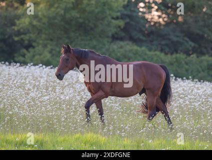 Ein natürliches Leben. Ein wunderschönes Buchtelpferd, das durch ein Feld von wunderschönen Oxeye-Gänseblümchen und Wildblumen wandert. Suffolk Uk Stockfoto