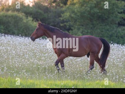 Ein natürliches Leben. Ein wunderschönes Buchtelpferd, das durch ein Feld von wunderschönen Oxeye-Gänseblümchen und Wildblumen wandert. Suffolk Uk Stockfoto