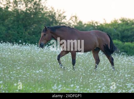 Ein natürliches Leben. Ein wunderschönes Bucht Connemara Pony , glücklich weidend inmitten des wunderschönen Oxeye auf dem Feld. Suffolk Uk Stockfoto