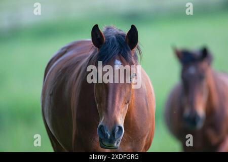 Ein gut gezüchtetes einheimisches Connemara-Pony, das gerne auf dem Feld weidet, auf natürlichem Futter, Gras. Suffolk, Großbritannien Stockfoto