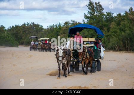 Pferdekutschen und Kutschen durch die Sümpfe des Nationalparks Doñana während der jährlichen Pilgerfahrt zum Dorf El Rocio Stockfoto