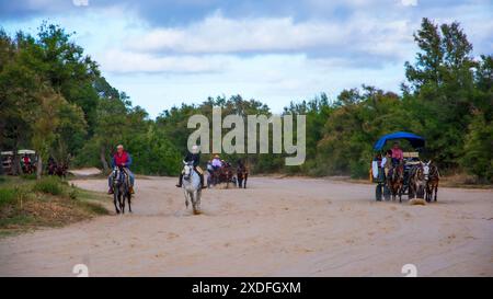 Pferdekutschen und Kutschen durch die Sümpfe des Nationalparks Doñana während der jährlichen Pilgerfahrt zum Dorf El Rocio Stockfoto