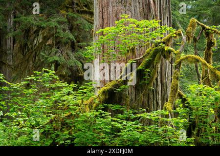 Weinahorn rund um den Zedernstamm, Baker Lake Trail, Mount Baker-Snoqualmie National Forest, Skagit County, Washington, USA Stockfoto