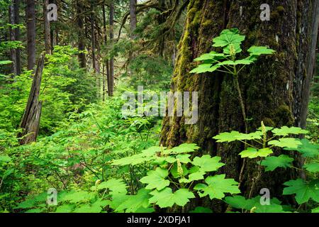 Devil's Club rund um Zedernholz, Baker Lake Trail, Mount Baker-Snoqualmie National Forest, Skagit County, Washington, USA Stockfoto