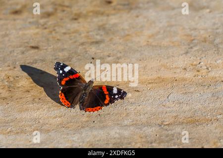 Das Bild zeigt einen Schmetterling mit leuchtenden orangefarbenen Bändern und weißen Flecken auf schwarzen Flügeln, der auf einem sonnendurchfluteten Stein ruht. Die Nahaufnahme fängt komplizierte Detai ein Stockfoto