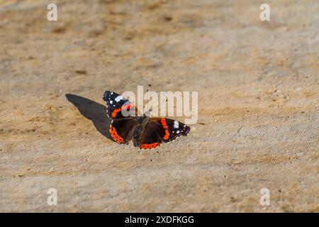 Das Bild zeigt einen Schmetterling mit leuchtenden orangefarbenen Bändern und weißen Flecken auf schwarzen Flügeln, der auf einem sonnendurchfluteten Stein ruht. Die Nahaufnahme fängt komplizierte Detai ein Stockfoto