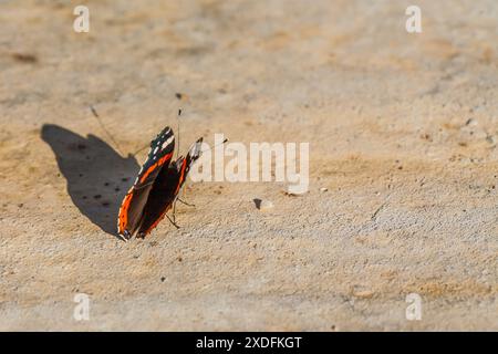 Das Bild zeigt einen Schmetterling mit leuchtenden orangefarbenen Bändern und weißen Flecken auf schwarzen Flügeln, der auf einem sonnendurchfluteten Stein ruht. Die Nahaufnahme fängt komplizierte Detai ein Stockfoto