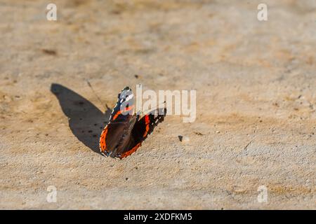 Das Bild zeigt einen Schmetterling mit leuchtenden orangefarbenen Bändern und weißen Flecken auf schwarzen Flügeln, der auf einem sonnendurchfluteten Stein ruht. Die Nahaufnahme fängt komplizierte Detai ein Stockfoto