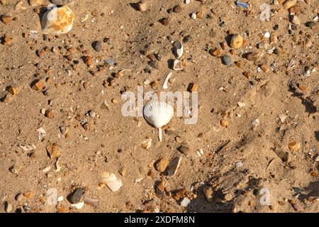 Kaputte Muscheln und Trümmer am Strand Stockfoto