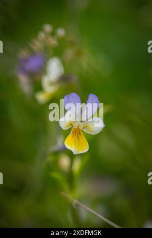 Europäisches wildes Stiefmütterchen (Viola tricolor, Viola arvensis) Stockfoto