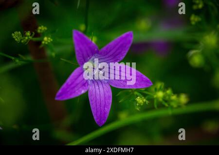 Ausbreitende Glockenblume (Campanula Patula) Stockfoto