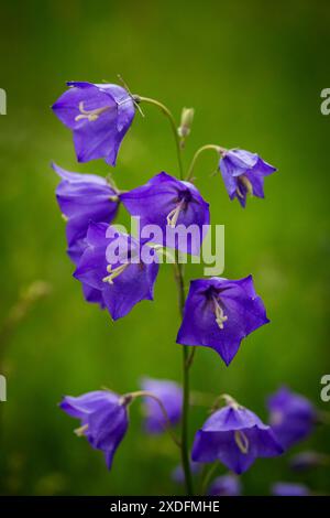 Papier Glockenblume, Pfirsichglocken (Campanula persicifolia) Stockfoto