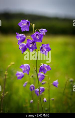 Papier Glockenblume, Pfirsichglocken (Campanula persicifolia) Stockfoto