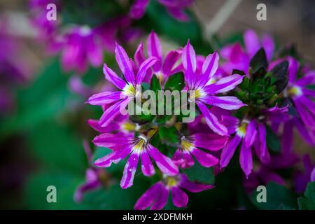 Gemeinsame Fächerblume (Scaevola aemula) Stockfoto