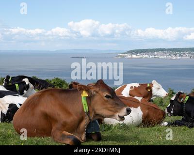 Juni 2024: Kühe mit elektronischen Glocken auf Brean Down, Somerset, England, Großbritannien. Stockfoto