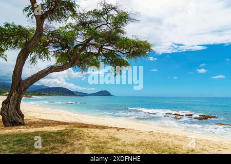 Es gibt einen Baum am Strand in der Nähe des Ozeans mit wunderschöner natürlicher Umgebung Stockfoto