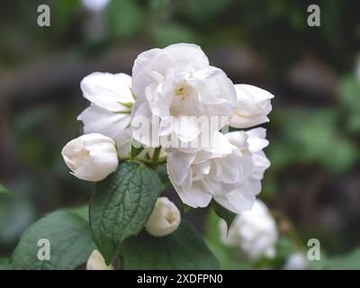 Eine hübsche, nachgeahmte Orangenblüte, Philadelphus coronarius Stockfoto