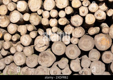 Stapel von Holzstämmen, Nahaufnahme von sauberem Schnitt von gehackten Brennholzstämmen. Natürlicher Holzhintergrund Stockfoto