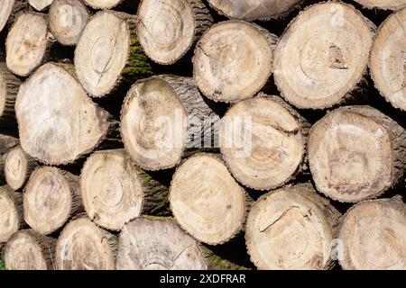 Stapel von Holzstämmen, Nahaufnahme von sauberem Schnitt von gehackten Brennholzstämmen. Natürlicher Holzhintergrund Stockfoto