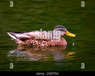 Weibliche Stockenten schwimmen auf dem See Stockfoto