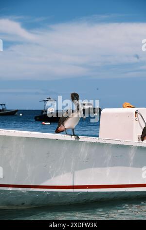 Der junge Pelikan sitzt am Rande eines kleinen Fischerbootes in Terre-de-Haut, Îles des Saintes, Guadeloupe. Eine französische Insel in der Karibik. Stockfoto