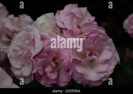 Rosa Rosen Stockfoto