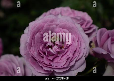 Biene in Purple Rose Stockfoto