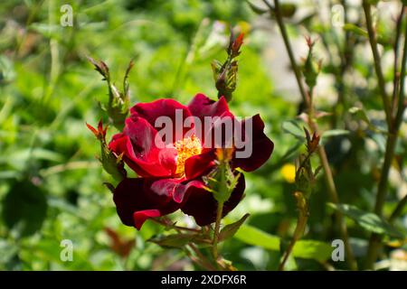 „Night Owl“ Rose Stockfoto