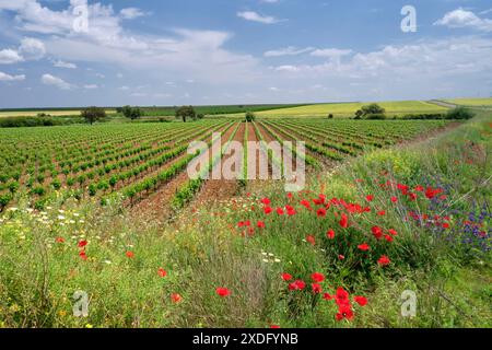 Traubenreihen in einem Weinberg führen von einem Feld mit rotem Mohn unter blauem Himmel und weißen Wolken weg. Stockfoto