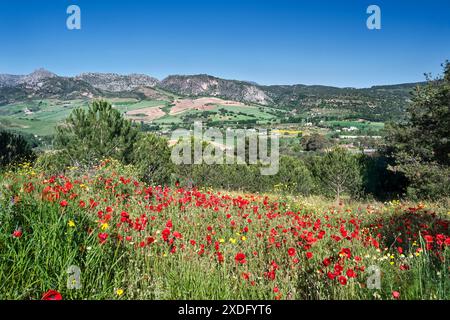 Ein wunderschöner Blick auf die Hügel in der Nähe von Ronda Spanien, mit einem großen Mohnfeld im Vordergrund. Stockfoto