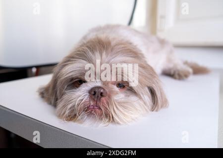 Der gemütliche Shih Tzu legt sich für ein Nickerchen hin. Niedliches Shih Tzu-Hündchen, das in den Schlaf driftet Stockfoto