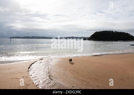 Hund am Paihia Beach, Bay of Islands, Neuseeland Stockfoto