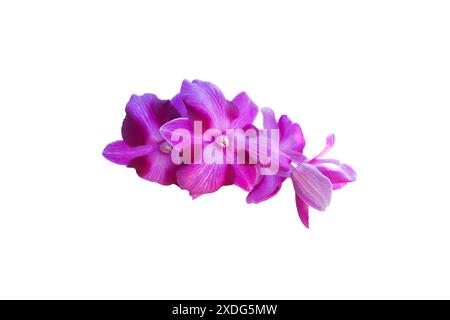 Ein Ausschnitt aus einer Orchideenblume Dendrobium bigibbbum auf weißem Hintergrund mit Schnittpfaden. Die lebendigen Töne und die zarte Struktur der Blüte sind Stockfoto