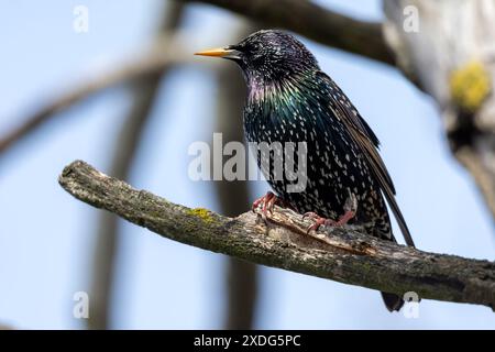 Gewöhnlicher oder europäischer Star, der auf einem Zweig sitzt. Stockfoto