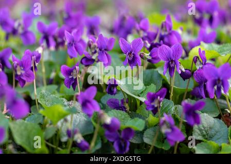 Blühende violette Blüten im Frühling auf der Wiese. Selektiver Fokus. Stockfoto