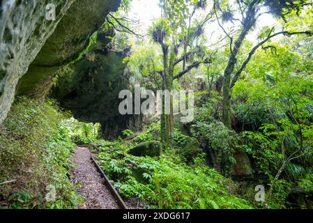 Tawa und Nikau Forest - Neuseeland Stockfoto