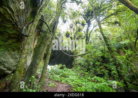 Tawa und Nikau Forest - Neuseeland Stockfoto