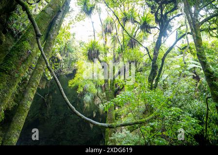 Tawa und Nikau Forest - Neuseeland Stockfoto