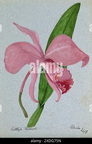 Ein Aquarellgemälde aus dem Jahr 1899, das eine Orchidee der Cattleya mossiae mit ihren leuchtenden rosa Blüten und grünen Blättern zeigt. Der Künstler hat die zarte Schönheit der Orchideen mit akribischen Details festgehalten. Stockfoto