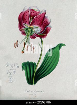 Eine detaillierte Abbildung einer Lilium-Spezies, Lilium speciosum, bekannt als die Showy Lily. Dieser Zinkograph, datiert um 1853, wurde nach einer Zeichnung von M. Burnett erstellt und zeigt die Blumen leuchtend karmesinrote Blüten, kontrastierende weiße Akzente und hervorstehende grüne Blätter. Die komplizierten Details der botanischen Illustration zeugen von der Kunstfertigkeit und wissenschaftlichen Präzision der Zeit. Stockfoto