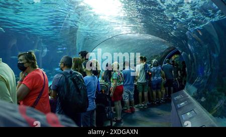 Menschen, die Meereslebewesen in einem Unterwassertunnel in einem Aquarium beobachten. - TORONTO, Kanada, 03.29. 2024. Stockfoto