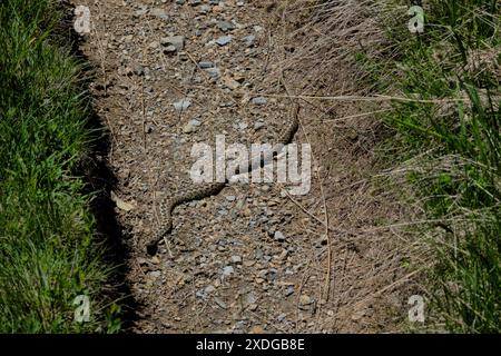 Nasenhörner (Vipera ammodytes), Peaks of the Balkans Trail verfluchte Berge, Kosovo Stockfoto