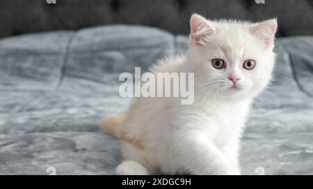 Flauschiges beiges schottisches Kätzchen sitzt auf dem Bett und blickt auf die Kamera, Vorderansicht, Platz für Text. Süße junge weiße Katze mit braunen Augen. Stockfoto