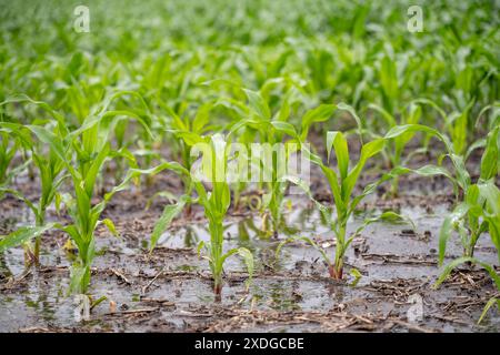 Maisfeld mit Pfützen aus stehendem Wasser von Überschwemmungen. Stockfoto