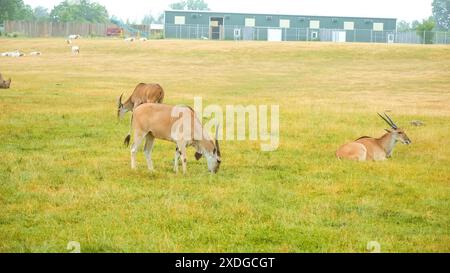 Herde von Antilopen weidet auf einem grünen Feld mit einem entfernten Gebäude an einem Hazy Day Stockfoto