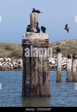 Moss Landing, CA, USA: 19. Juni 2024. Kormorane drängen auf den alten hölzernen Piers in Elkhorn Slough. Stockfoto