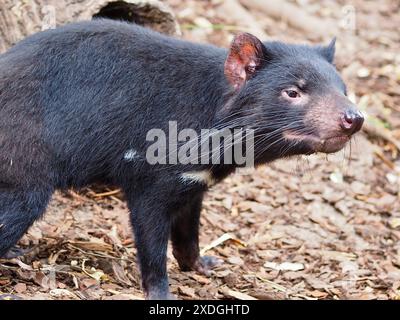 Ein Nahaufnahme-Porträt eines außergewöhnlichen tasmanischen Teufels in natürlicher Schönheit. Stockfoto