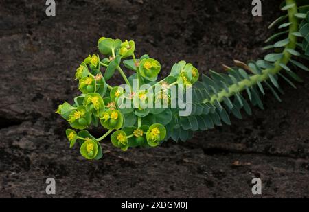 Nahaufnahme von Myrtle Spurge (Euphorbia myrsinites) im Berkshire Botanical Garden, Stockbridge, MA. Stockfoto